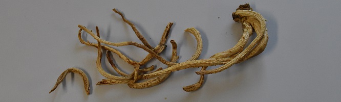 Platycodon Root