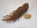 Japanese Angelica Root