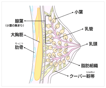 乳房の構造イメージ