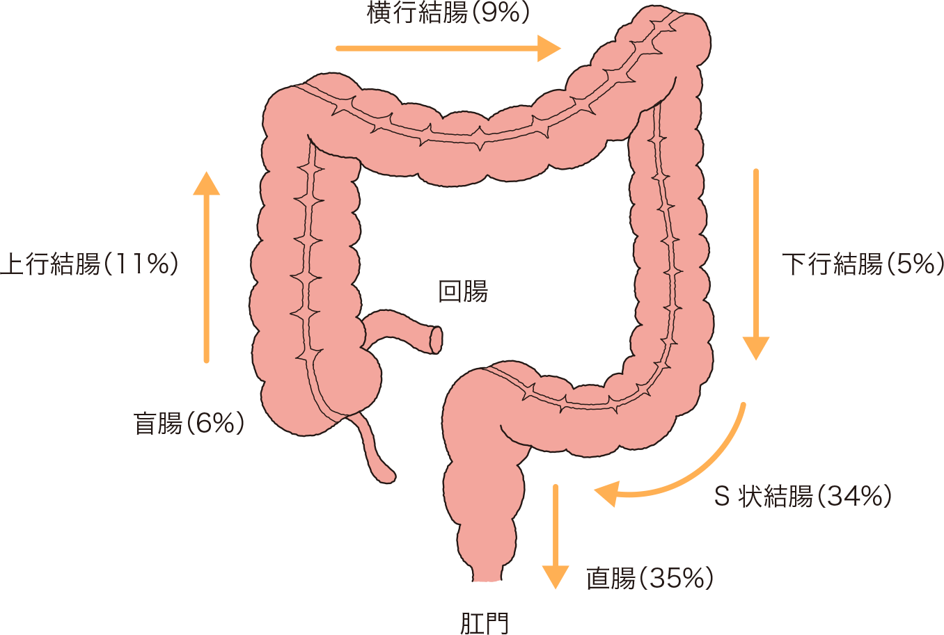 横行結腸、下行結腸、S状結腸、直腸、盲腸、上行結腸など大腸がんの部位別発生頻度