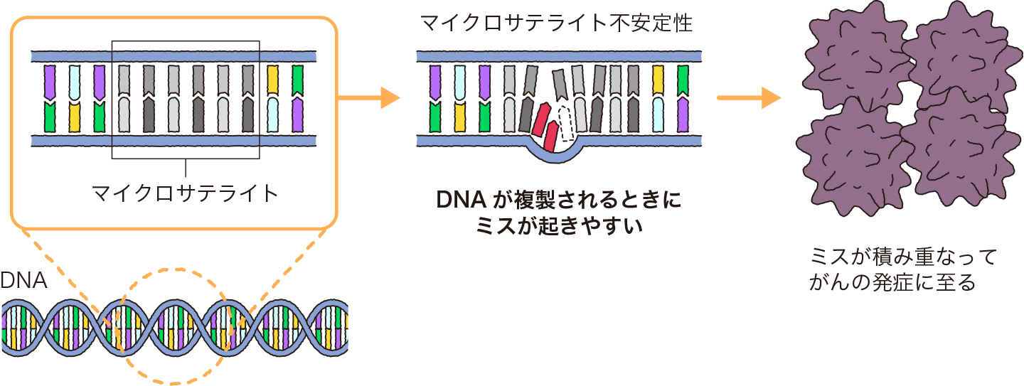 マイクロサテライト不安定性によってがんが発生するイメージ。DNAが複製されるときにミスが起きやすく、ミスが重なってがんの発症に至る。