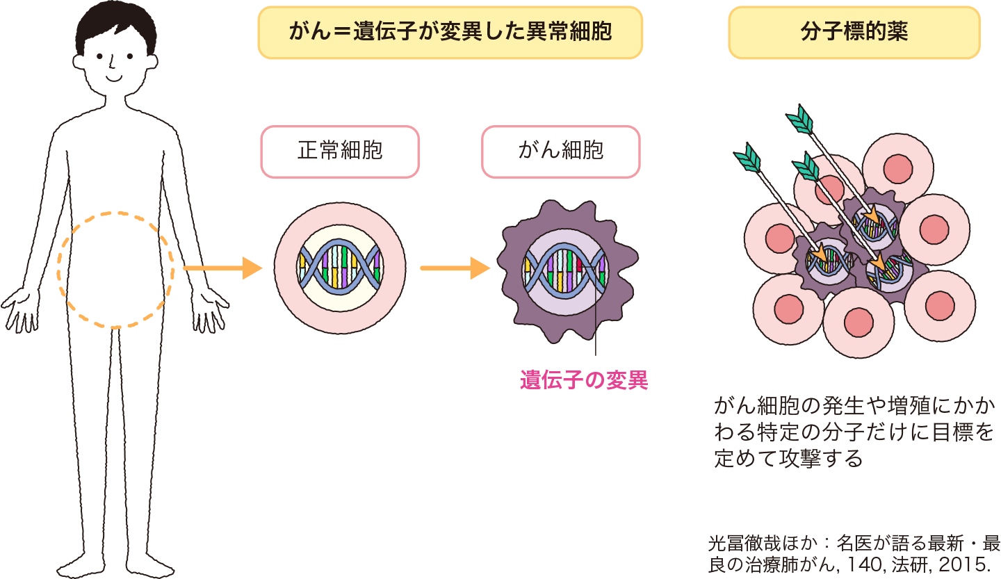 遺伝子変異によるがんの発生と分子標的薬。分子標的薬はがん細胞の発症や増殖にかかわる特定の分子だけに目標を定めて攻撃する。