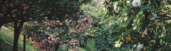 Camellia Garden