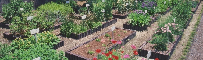 Folk Medicine Garden