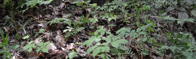 トチバニンジン：武田薬品工業株式会社 京都薬用植物園