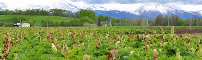 Shinsyu-Daio, the Medicinal Rhubarb