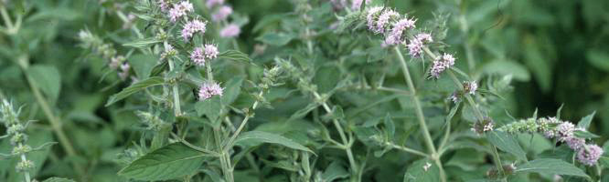 Japanese Mint