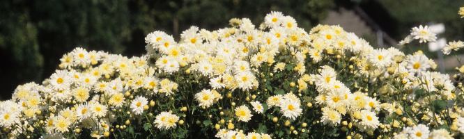 Chrysanthemum