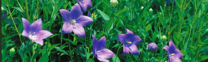 Balloon Flower