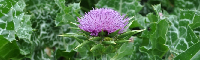 Milk Thistle