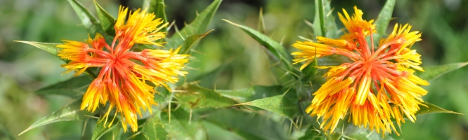 Safflower