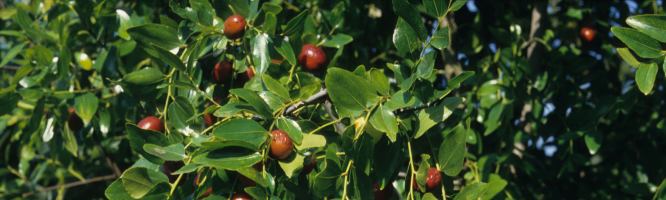 Common Jujube