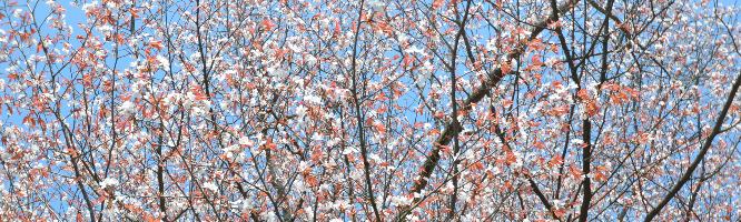 Japanese Bush Cherry