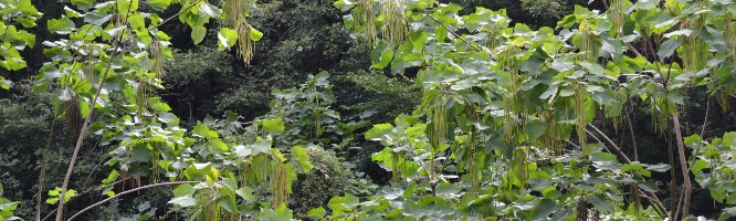 Chinese Catalpa