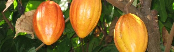 Cacao