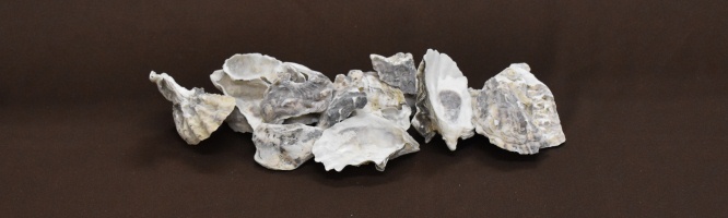 Oyster Shell