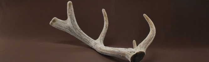 Antler Velvet