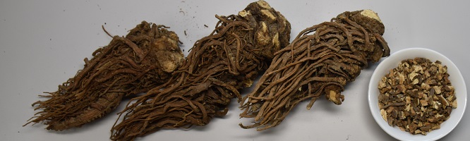 Japanese Angelica Root