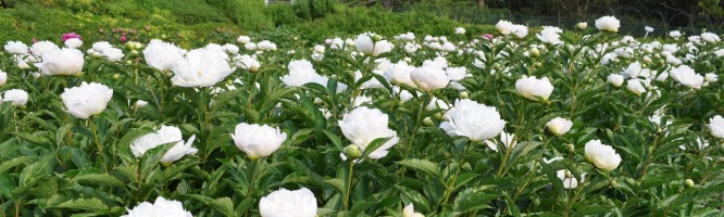 Chinese Peony