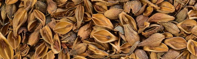 Forsythia Fruit