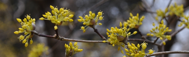 Dog Wood Tree