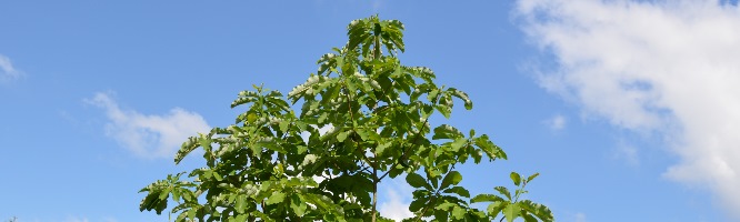 Japanese Umbrella Tree