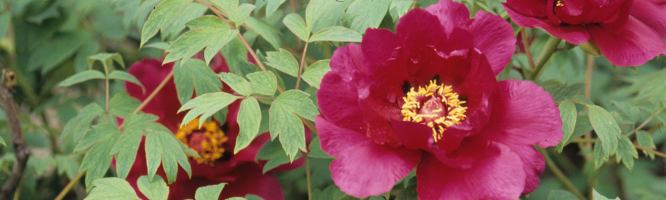 Moutan Peony