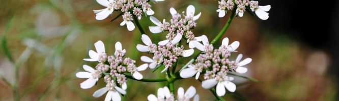 Coriander