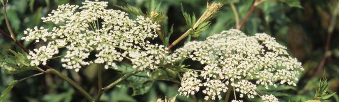 Japanese Angelica