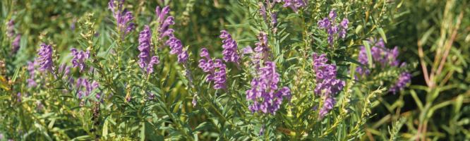 Chinese Skullcap