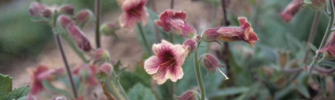 Glutinous Rehmannia