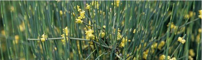 Chinese Ephedra