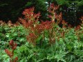 Shinsyu-Daio, the Medicinal Rhubarb