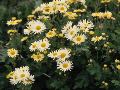 Chrysanthemum