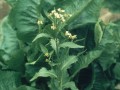 Horseradish