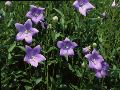 Balloon Flower