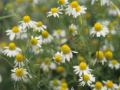 Chamomile