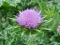 Milk Thistle