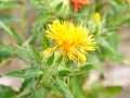 Safflower