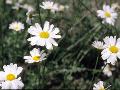 Pyrethrum