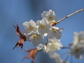 Japanese Bush Cherry