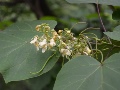 Chinese Catalpa