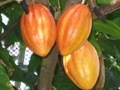 Cacao