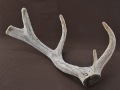 Antler Velvet