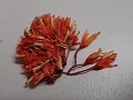 Safflower