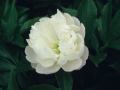 Chinese Peony