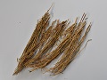 Ephedra Herb