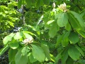 Japanese Umbrella Tree