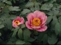 Moutan Peony