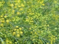 Fennel